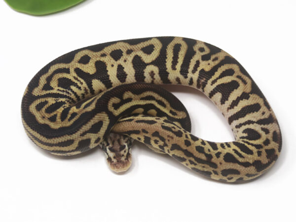 Batman Pastel (Female)