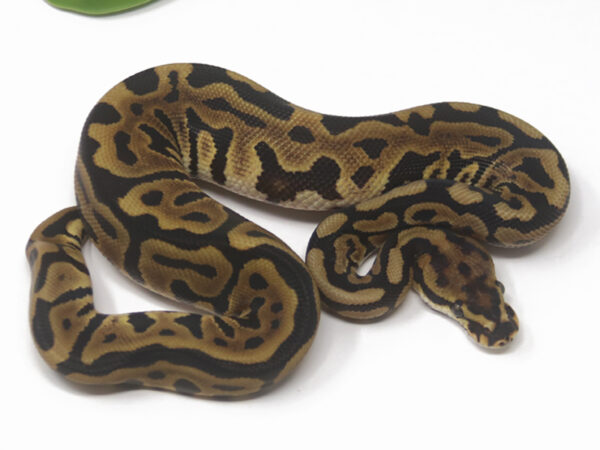 Clown Leopard (Female)