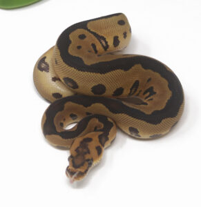 18-3A-Clown_2025-291x300 18-3A Clown_2025