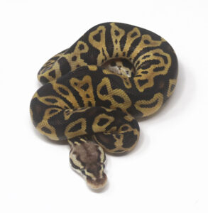 18-3B-Leopard-Pastel-Het-Clown_2025-293x300 18-3B Leopard Pastel Het Clown_2025