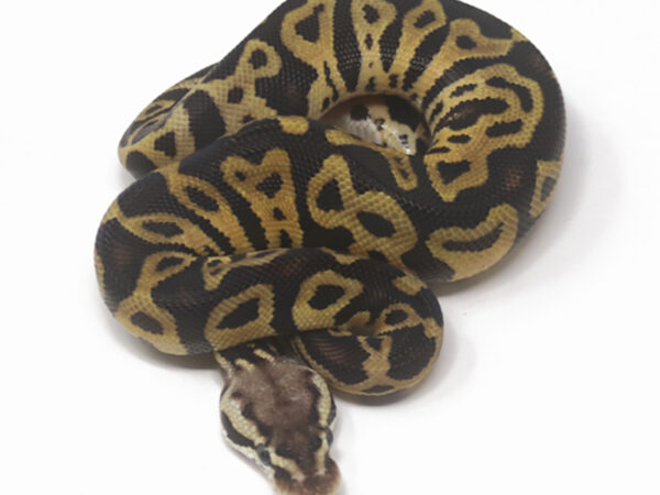 Leopard Pastel Het Clown (Male)