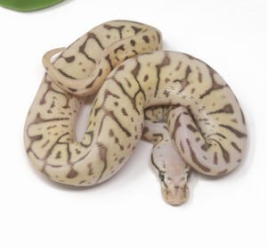 18-5A-GHI-Leopard-Killer-Bee_2025-300x277 18-5A GHI Leopard Killer Bee_2025