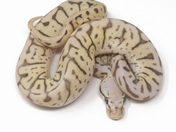 GHI Leopard Killer Bee (Female)