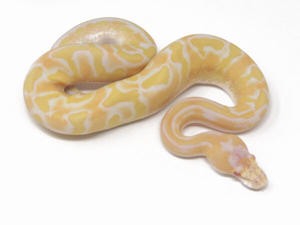 Albino Leopard Champagne (Male)