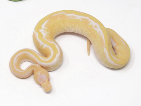 Albino Leopard Champagne (Male)