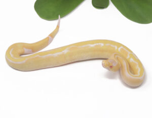 18-7B-Albino-Leopard-Champagne_2025-300x232 18-7B Albino Leopard Champagne_2025