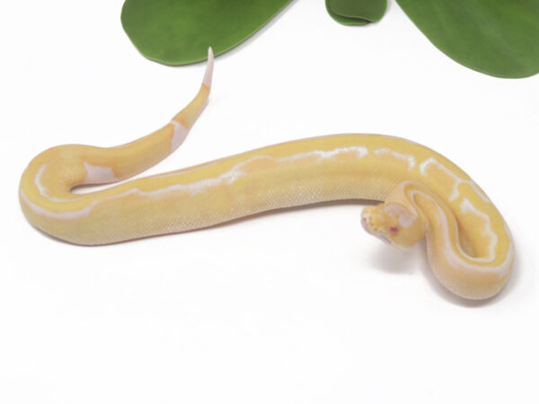 Albino Leopard Champagne (Male)