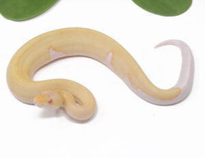 18-7C-Albino-Champagne-DR_2025-300x231 18-7C Albino Champagne DR_2025
