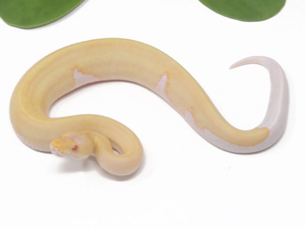 Albino Champagne DR (Male)