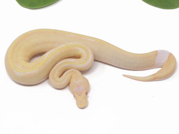 Albino Champagne DR (Female)