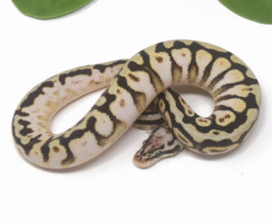 18-8B-Pastel-Spotnose-Calico-YB_2025-300x246 18-8B Pastel Spotnose Calico YB_2025