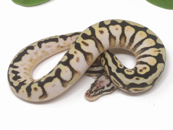 Pastel Spotnose Calico YB (Female)