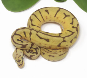 18-9B-Leopard-Enchi-Bee-Mojave_2025-300x270 18-9B Leopard Enchi Bee Mojave_2025
