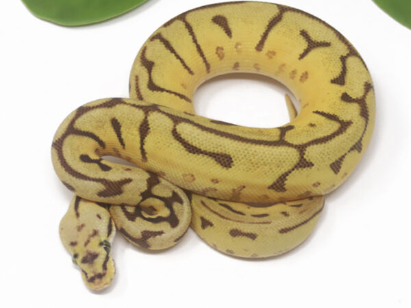 Leopard Enchi Bee Mojave (Female)