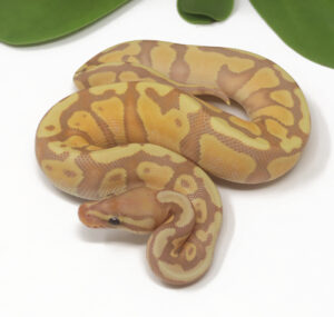 19-10B-Banana-Enchi-Sentinel_2025-300x285 19-10B Banana Enchi Sentinel_2025