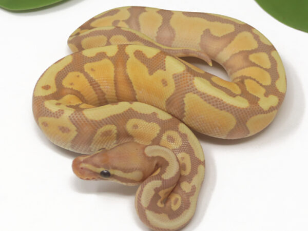 Banana Enchi Het Sentinel (Male)