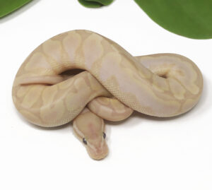 19-11A-Banana-Bamboo-Enchi-Sentinel_2025-300x269 19-11A Banana Bamboo Enchi Sentinel_2025