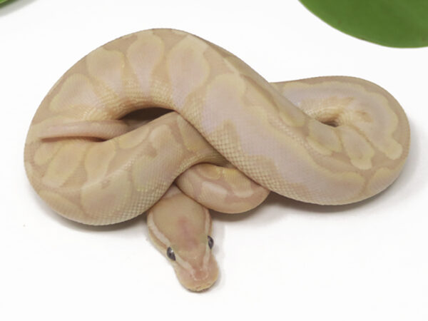 Banana Bamboo Enchi Het Sentinel (Male)