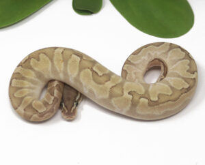 19-11B-Bamboo-GHI-Enchi-Sentinel_2025-300x242 19-11B Bamboo GHI Enchi Sentinel_2025