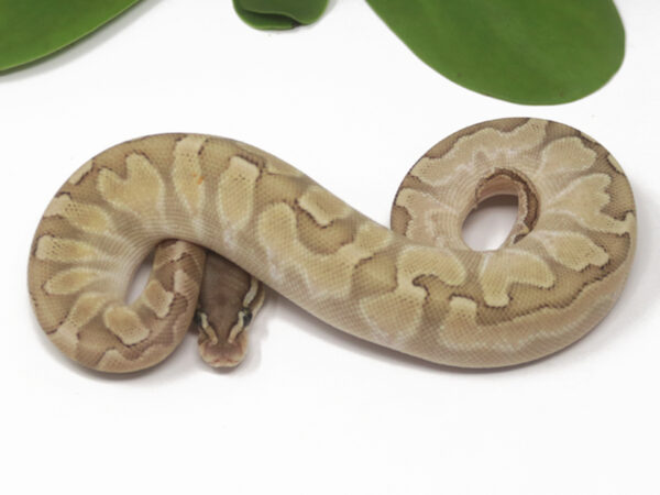 Bamboo GHI Enchi Het Sentinel (Female)