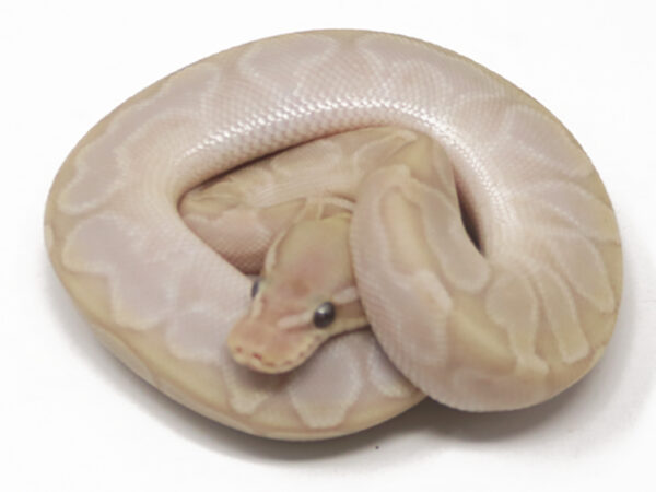 Banana Bamboo Enchi Het Sentinel (Male)