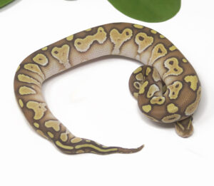 19-13B-Butter-Ghost_2025-300x261 19-13B Butter Ghost_2025