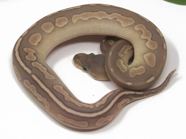 Butter Cinnamon Ghost (Female)