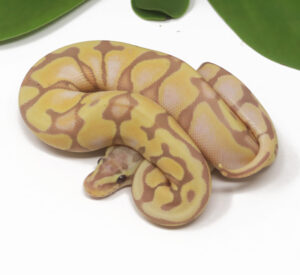19-1A-Banana-Enchi-Pastel_2025-300x275 19-1A Banana Enchi Pastel_2025