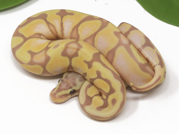 Banana Enchi Pastel (Female)