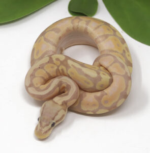 19-1B-Banana-Pastel_2025-295x300 19-1B Banana Pastel_2025