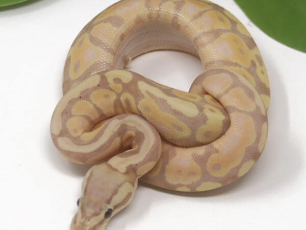 Banana Pastel (Female)