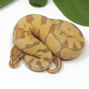 19-1C-Banana-Enchi_2025-300x297 19-1C Banana Enchi_2025