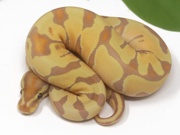Banana Enchi (Female)
