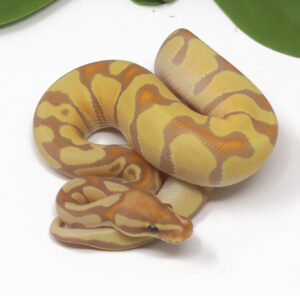 19-2A-Banana-Enchi_2025-300x296 19-2A Banana Enchi_2025