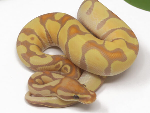 Banana Enchi (Male)