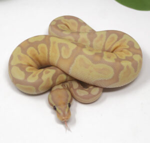 19-2B-Banana-GHI-Enchi_2025-300x286 19-2B Banana GHI Enchi_2025