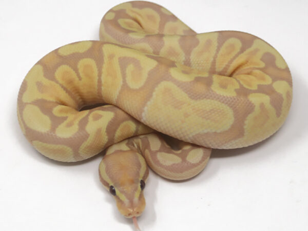 Banana GHI Enchi (Male)