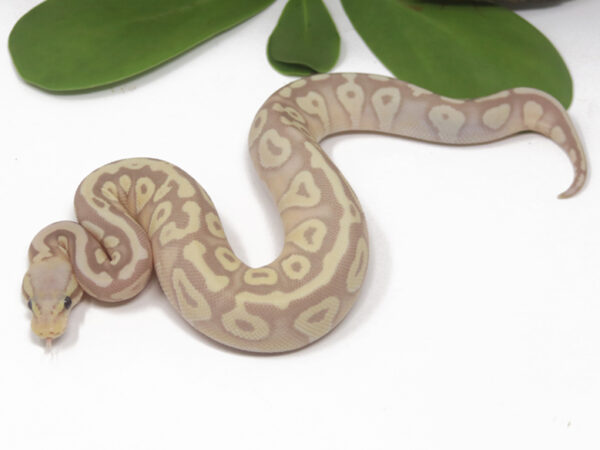 Super Banana Pastave (Female)
