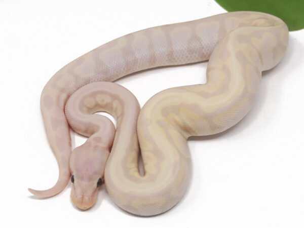 Super Banana HGW Pastel (Male)