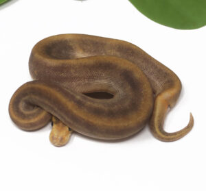 19-4C-GHI-Champagne-DR_2025-300x279 19-4C GHI Champagne DR_2025