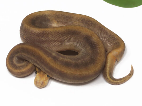 GHI Champagne DR (Male)