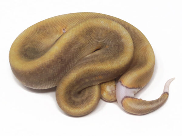 GHI Champagne DR (Male)