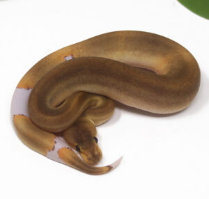 19-5B-Champin-DR_2025-300x286 19-5B Champin DR_2025