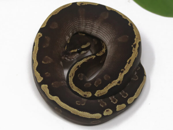 GHI Mojave (Female)
