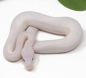 19-8A-Blue-Eye-Leucistic_2025-300x273 19-8A Blue Eye Leucistic_2025