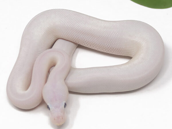 Blue Eye Leucistic (Male)