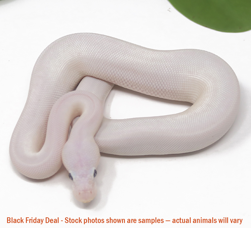 Blue Eye Leucistic (Male) — Black Friday Special - Image 2