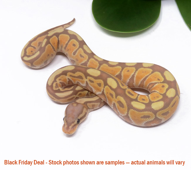 Banana (Female) — Black Friday Special - Image 2