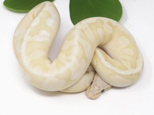 Banana Super Pastel Calico (Female)