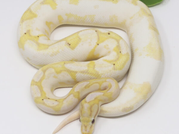 Banana Cinnamon Spider (Ringer) (Male)